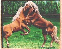 /album/galleria-fotografica/lotta-jpg/